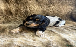 Cocker Spaniel dogs for sale: Beautiful Cocker Spaniel Litter - Image 11