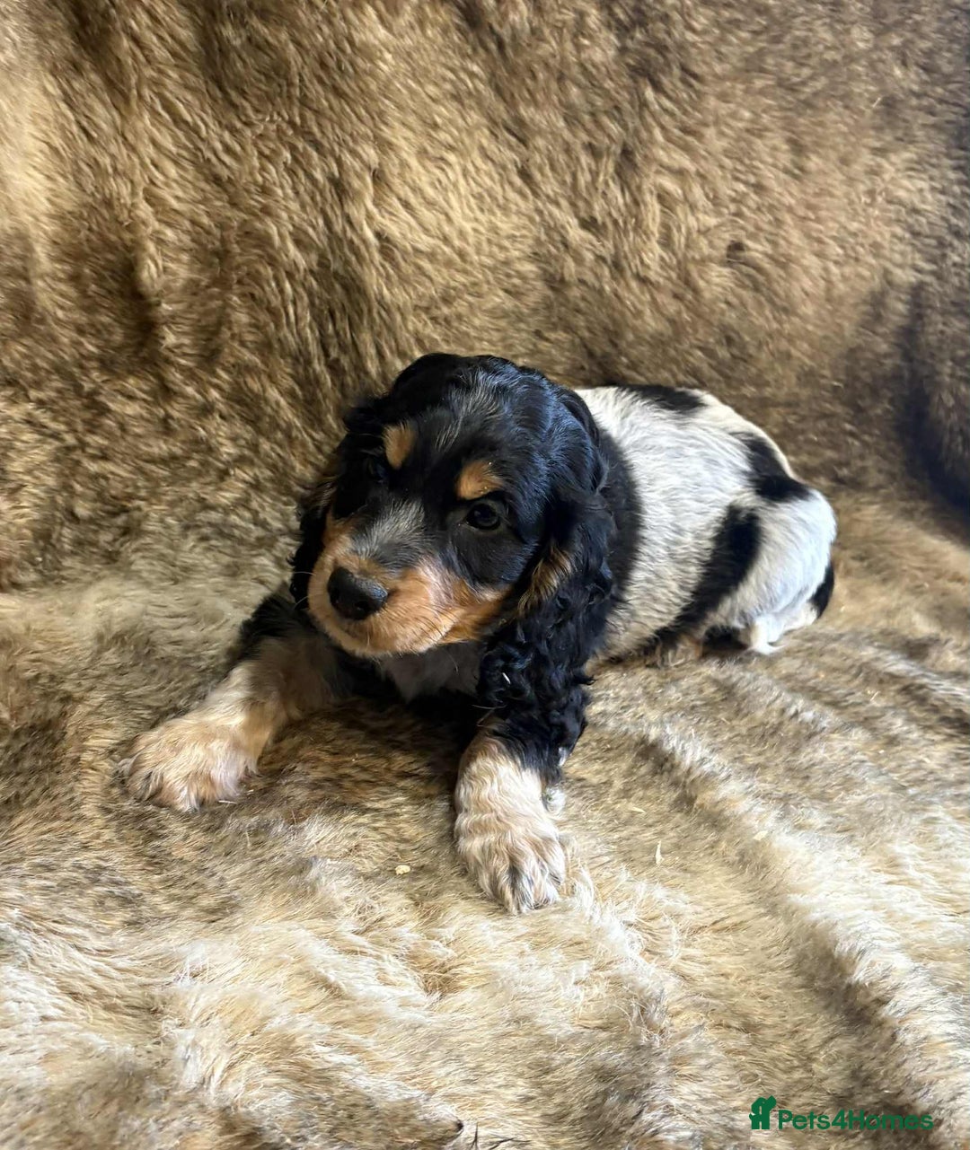 Cocker Spaniel dogs for sale: Beautiful Cocker Spaniel Litter - Image 11