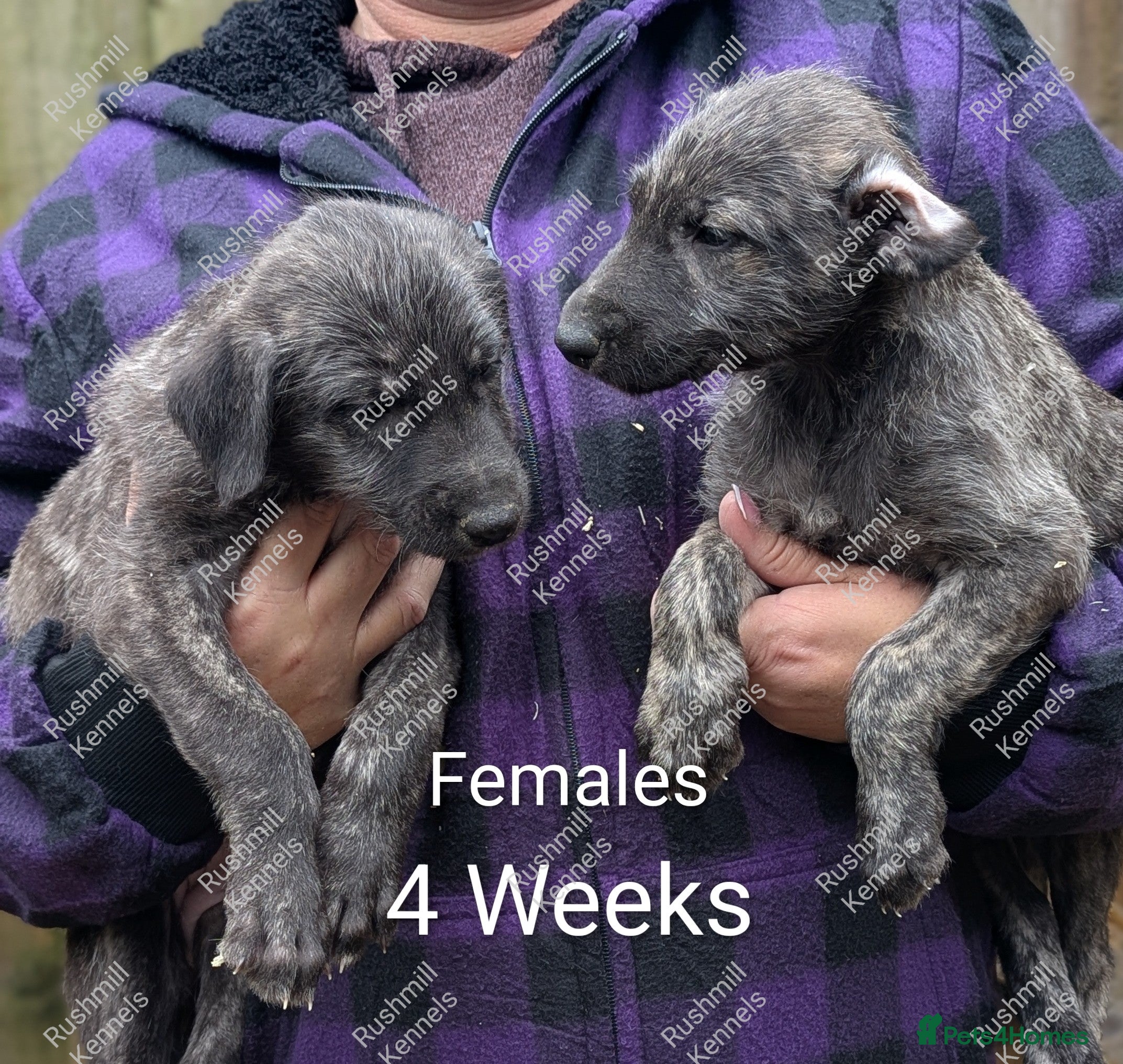 Irish Wolfhound dogs Wolfhound/Deerhound pups - Advert 17