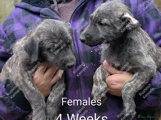 Irish Wolfhound dogs Wolfhound/Deerhound pups - Advert 17