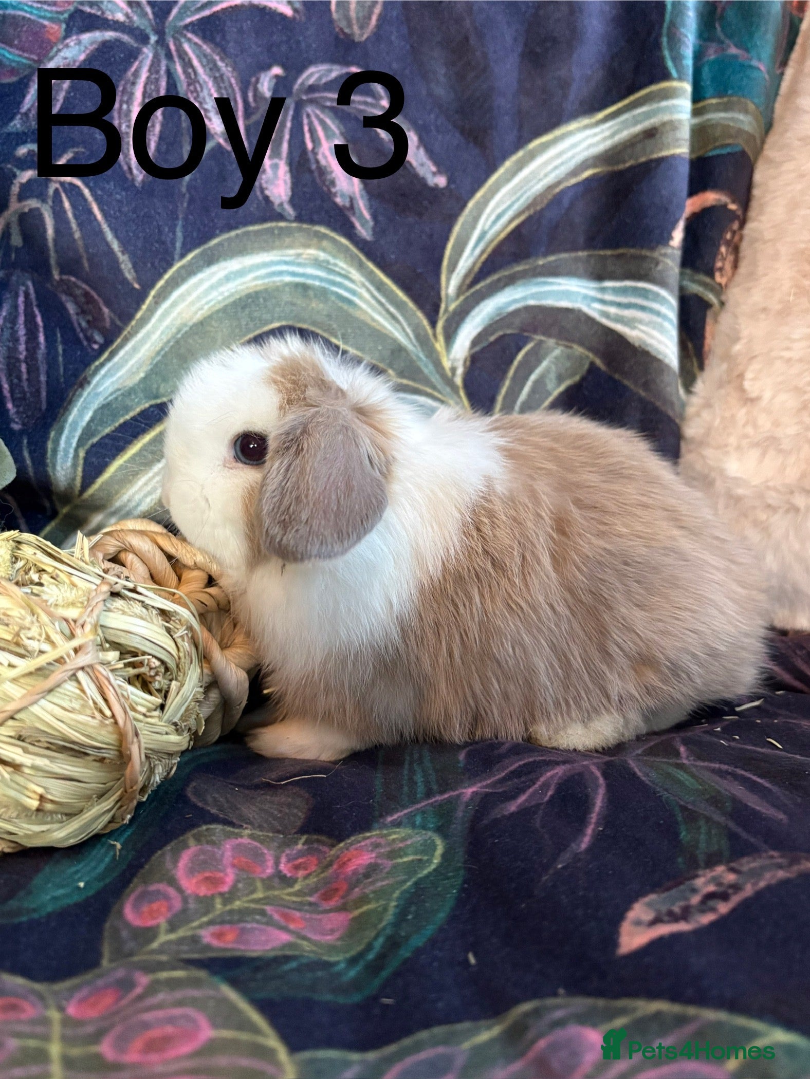 Dwarf Lop rabbits Super cute and cuddly dwarf lops (vaccinated) - Advert 1