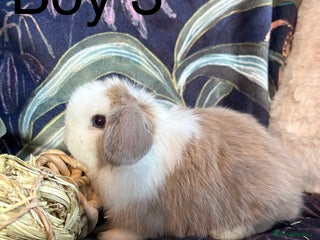 Dwarf Lop rabbits Super cute and cuddly dwarf lops (vaccinated) - Advert 1