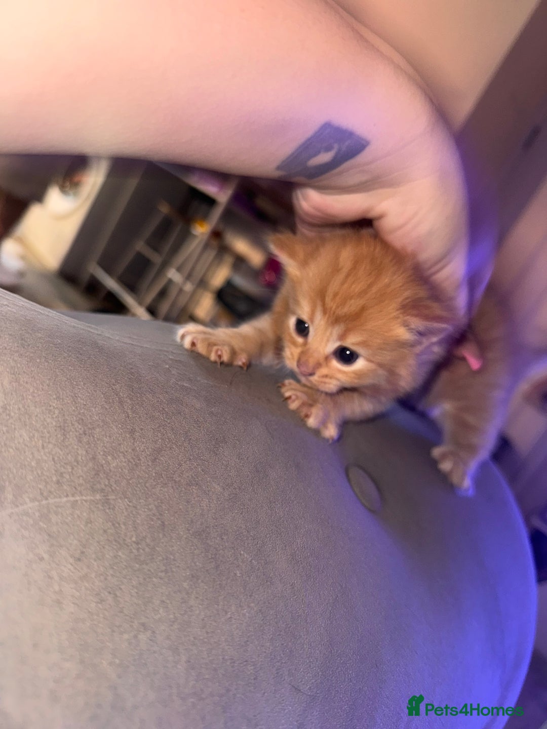 Mixed Breed cats for sale: Mixed breed kittens  - Image 13