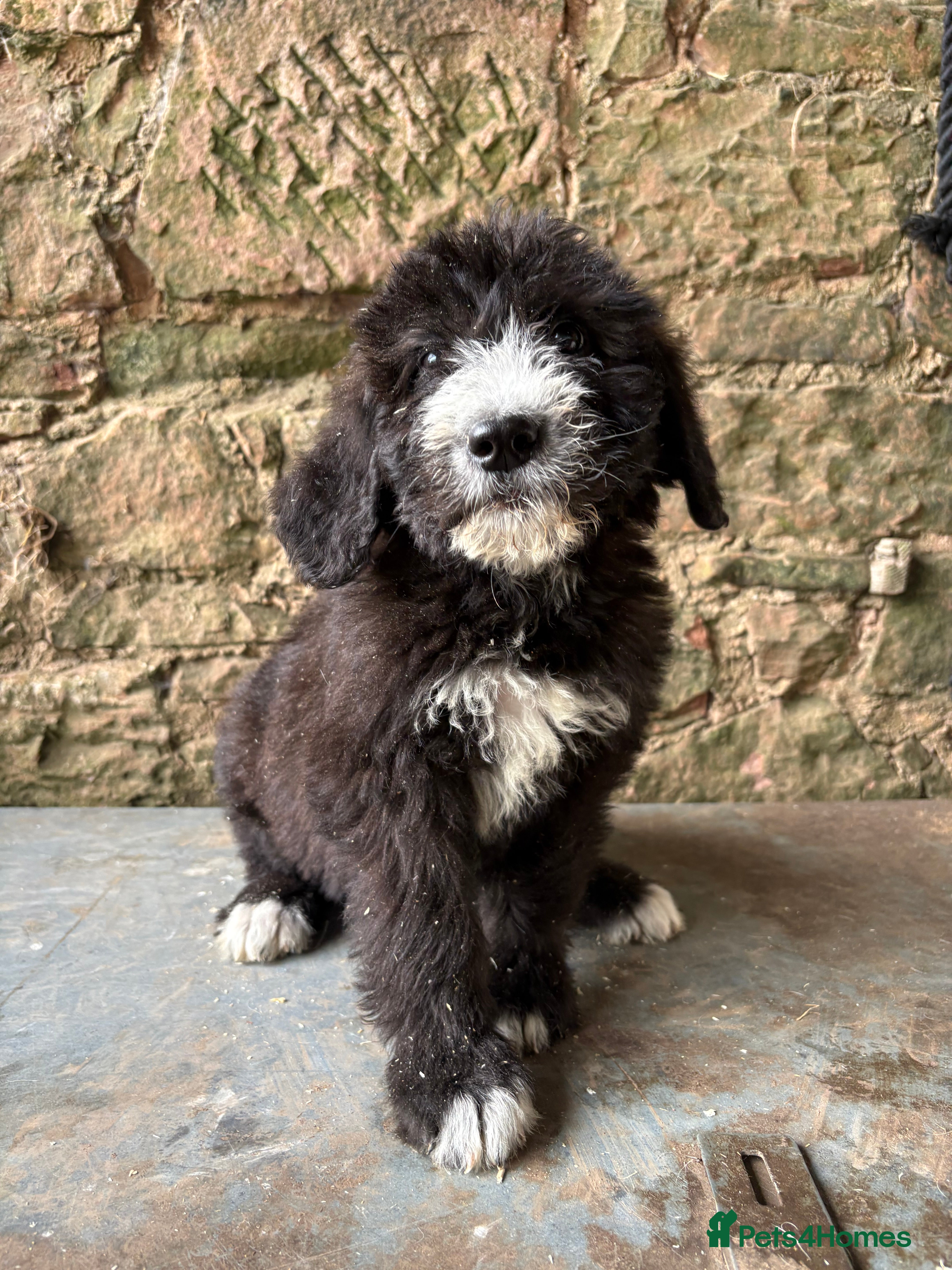 Mixed Breed dogs F1 Saint Berdoodle Pups Ready Now - Advert 2
