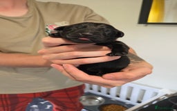 Labrador Retriever dogs for sale: Beautiful pedigree labrador puppies  - Image 14