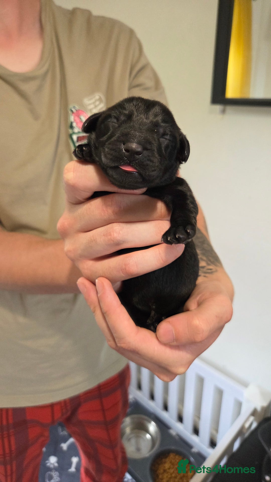 Labrador Retriever dogs for sale: Beautiful pedigree labrador puppies  - Image 14