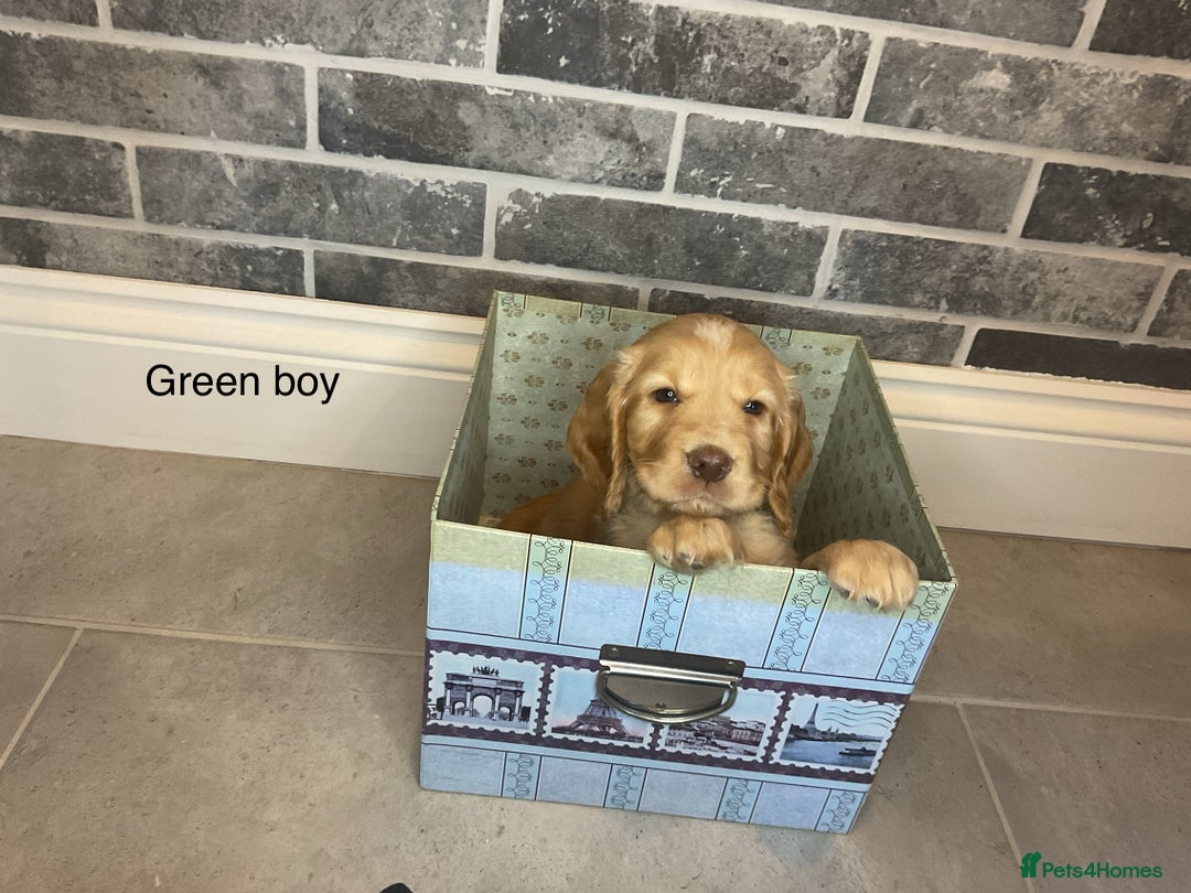Cocker Spaniel dogs for sale: Hereditary clear working cocker spaniel - Advert 5