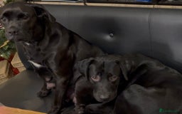 Labrador Retriever dogs for sale: Labrador puppies  - Advert 1