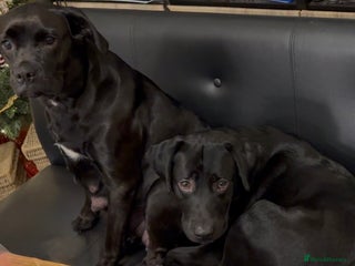 Labrador Retriever dogs Labrador puppies - Advert 1