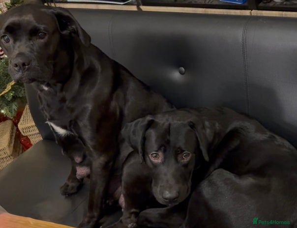 Labrador Retriever dogs Labrador puppies - Advert 1