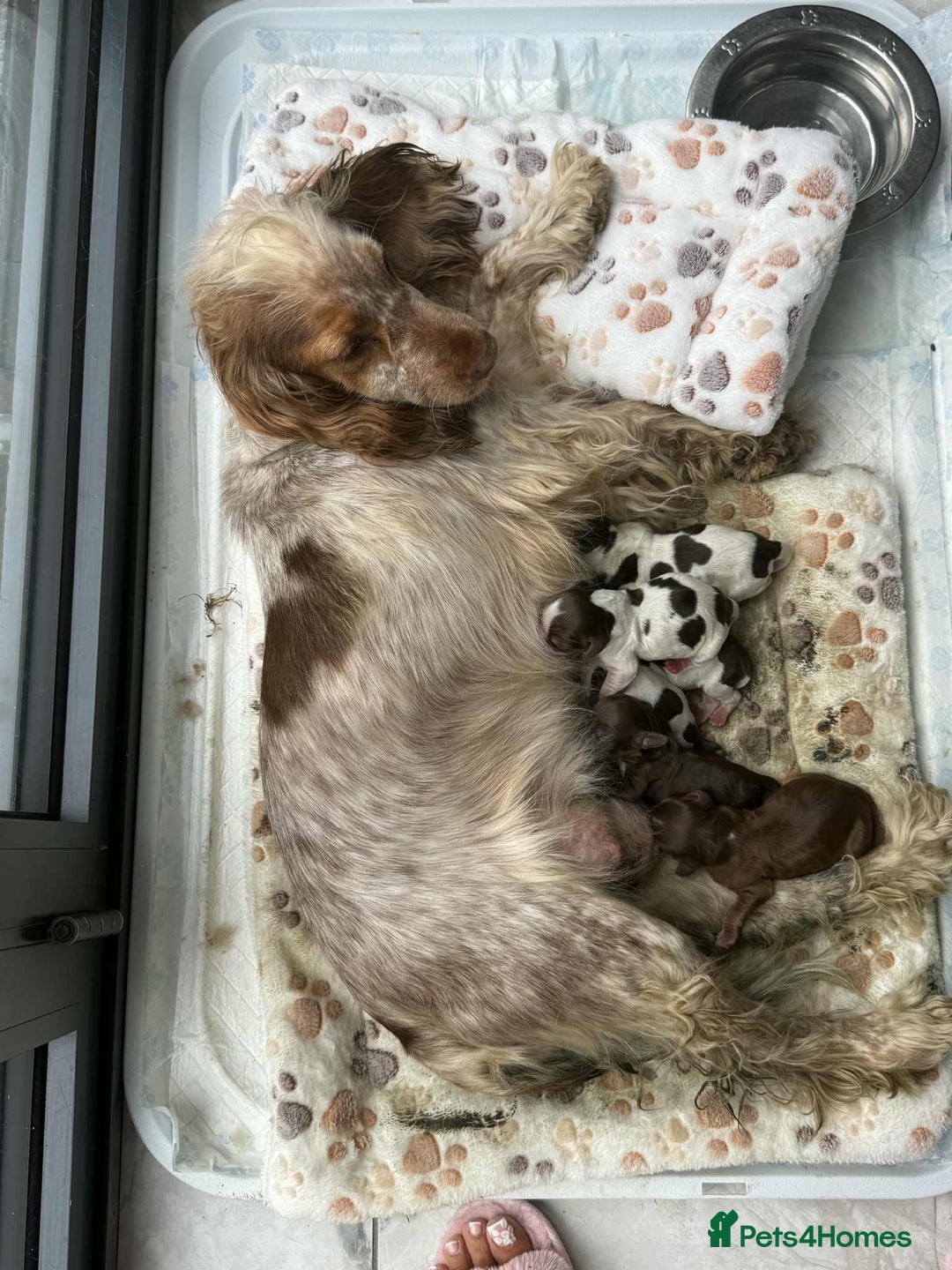 Cocker Spaniel dogs for sale: 3 Beautiful Tan Pointed Show Cockers Kc - Image 10