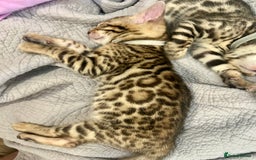 Bengal cats for sale: 5 Stunning Bengal girls ready for their new homes - Image 23