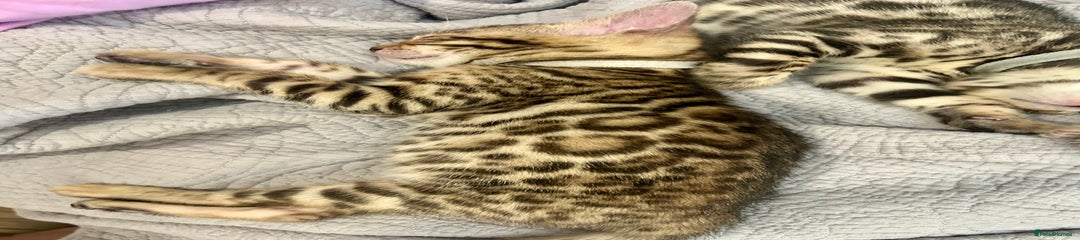 Bengal Kitten white