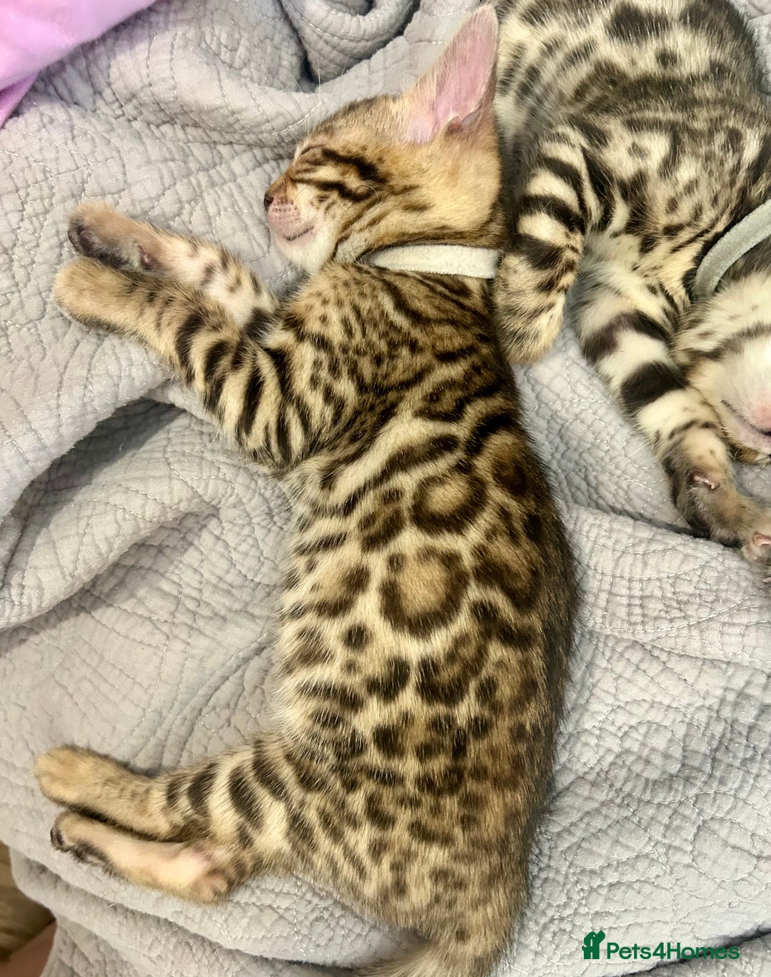 Bengal cats for sale: 5 Stunning Bengal girls ready for their new homes - Image 23