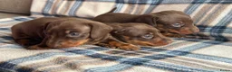 Miniature Dachshund dogs for sale: Miniature dachshunds chocolate and tan  - Advert 9