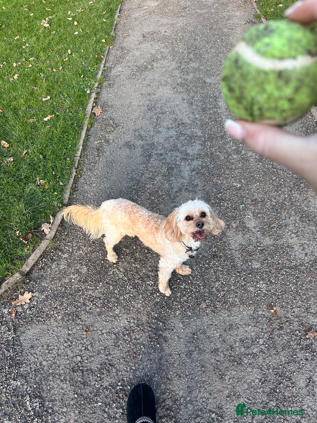 Cockapoo dogs for sale: Milo - Cavapoo - Advert 3