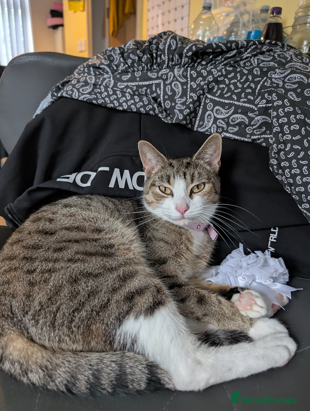 Toyger cats for sale: Mother and 2 babies - Image 6