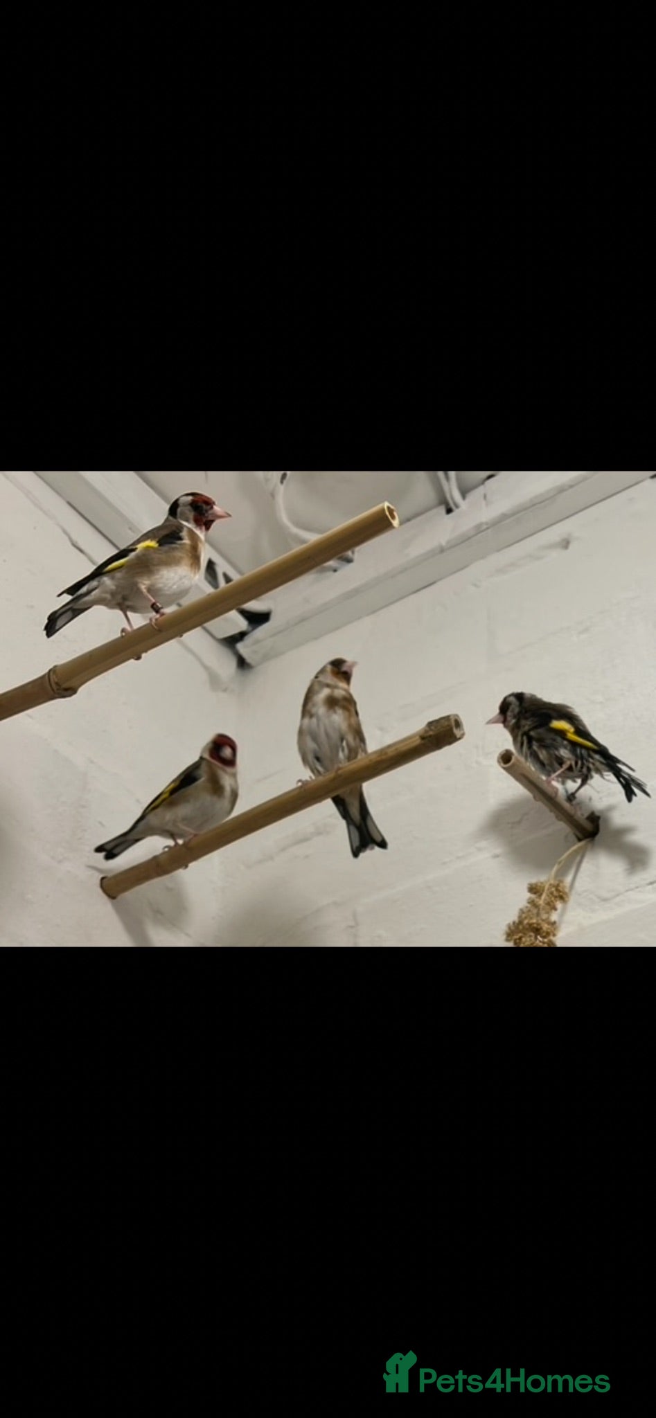 Finches birds Goldfinch  - Advert 17