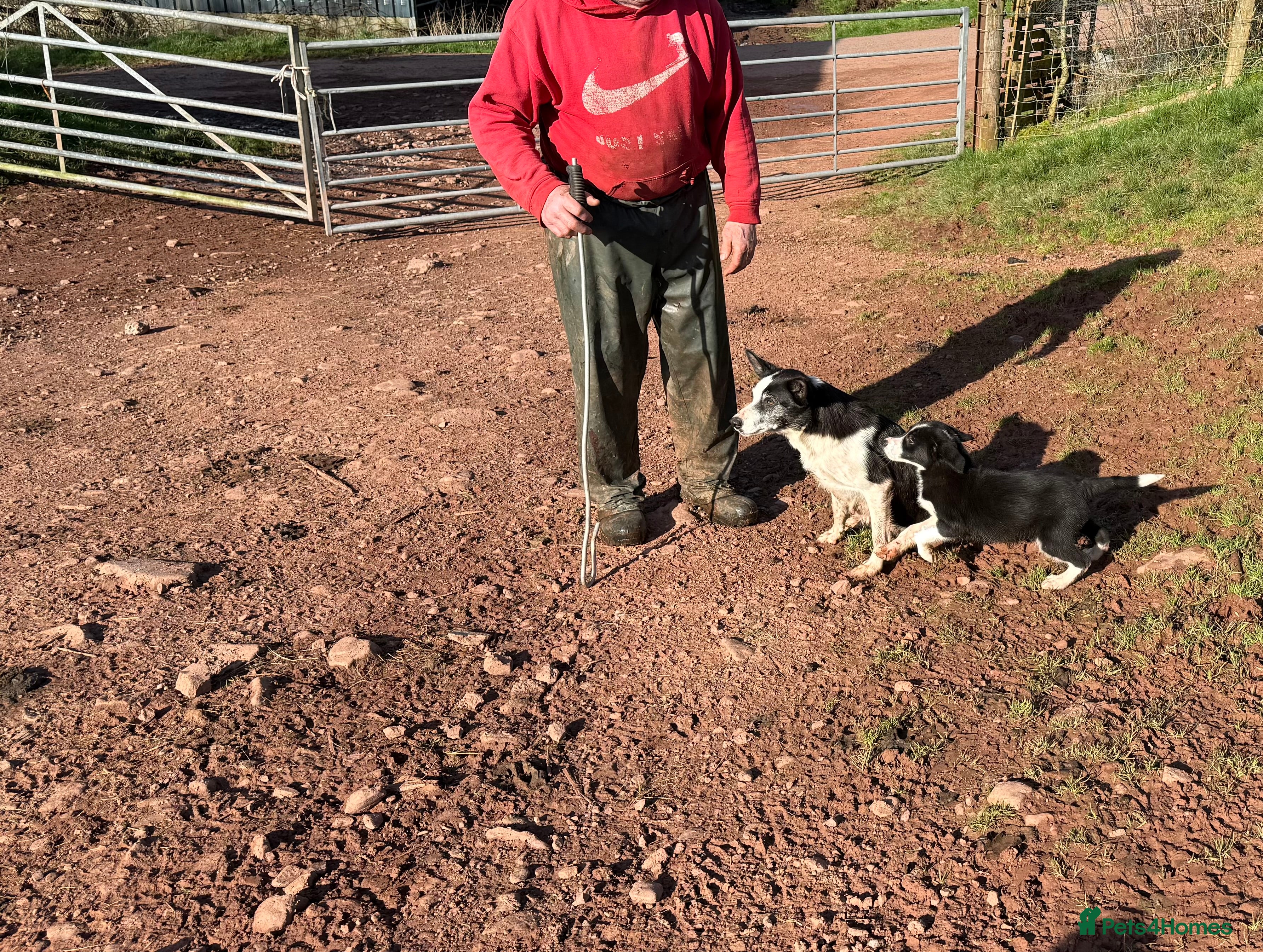 Mixed Breed dogs Sheepdog Puppy  - Advert 1