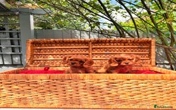 Cavalier King Charles Spaniel dogs for sale: Quality KC Health Tested Ruby CKCS Pups For  Sale - Image 1