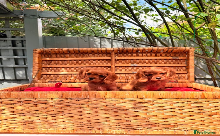 Cavalier King Charles Spaniel dogs - Advert 10