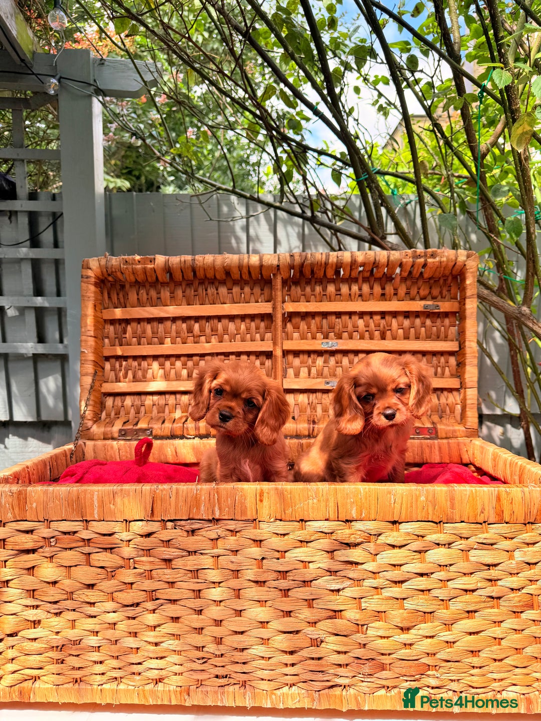 Cavalier King Charles Spaniel dogs for sale: Quality KC Health Tested Ruby CKCS Pups For  Sale - Image 1