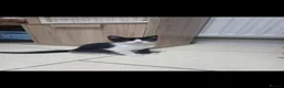 European cats for sale: Beautiful kittens  - Advert 7