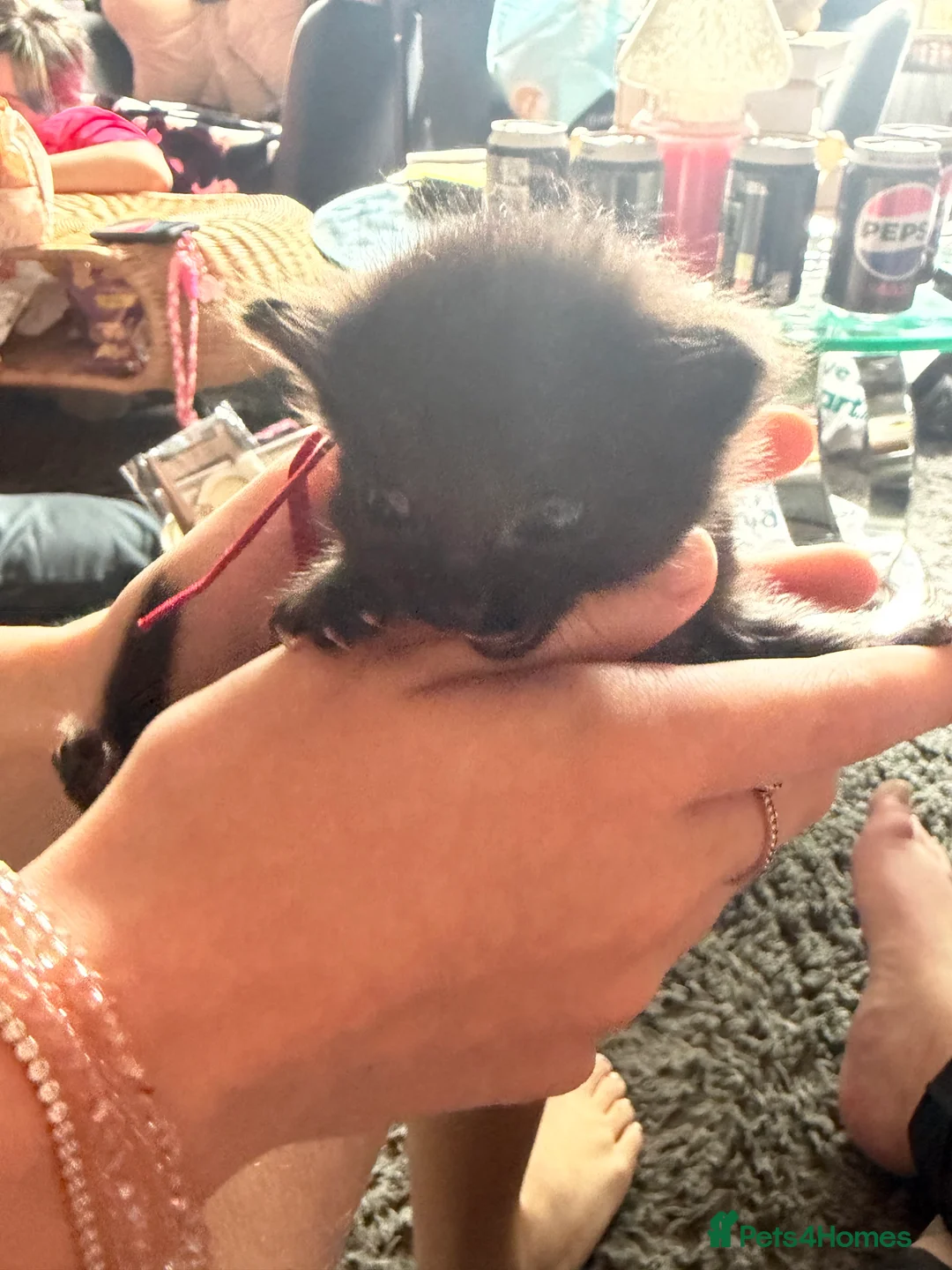 Mixed Breed cats for sale: 1 lovely boy kittens ready to leave today  - Advert 5