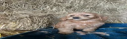 Cockapoo dogs for sale: Beautiful cockapoo puppies - Advert 18