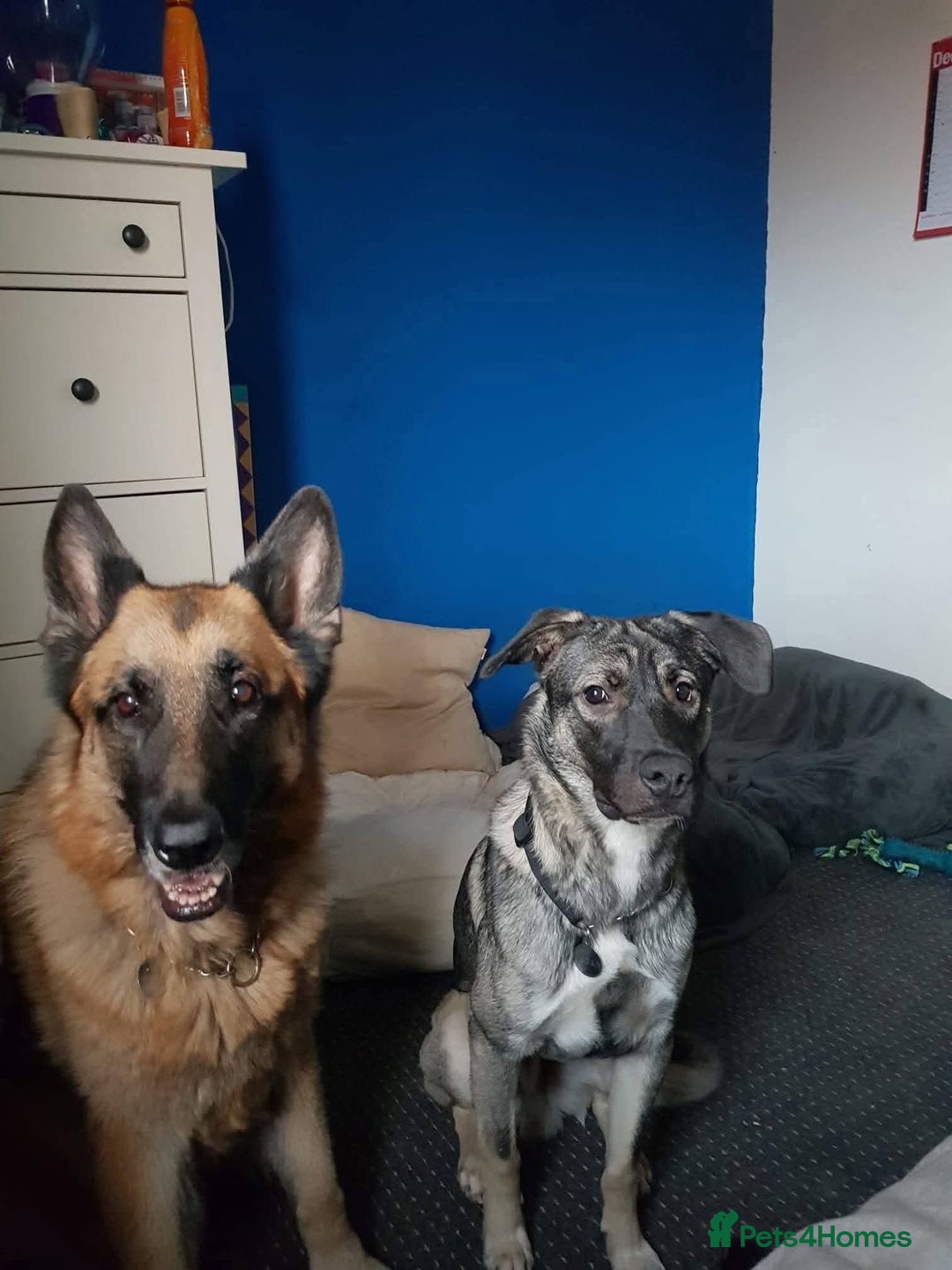 Mixed Breed dogs for adoption: Meet Fagan, currently residing in Durham - Advert 7