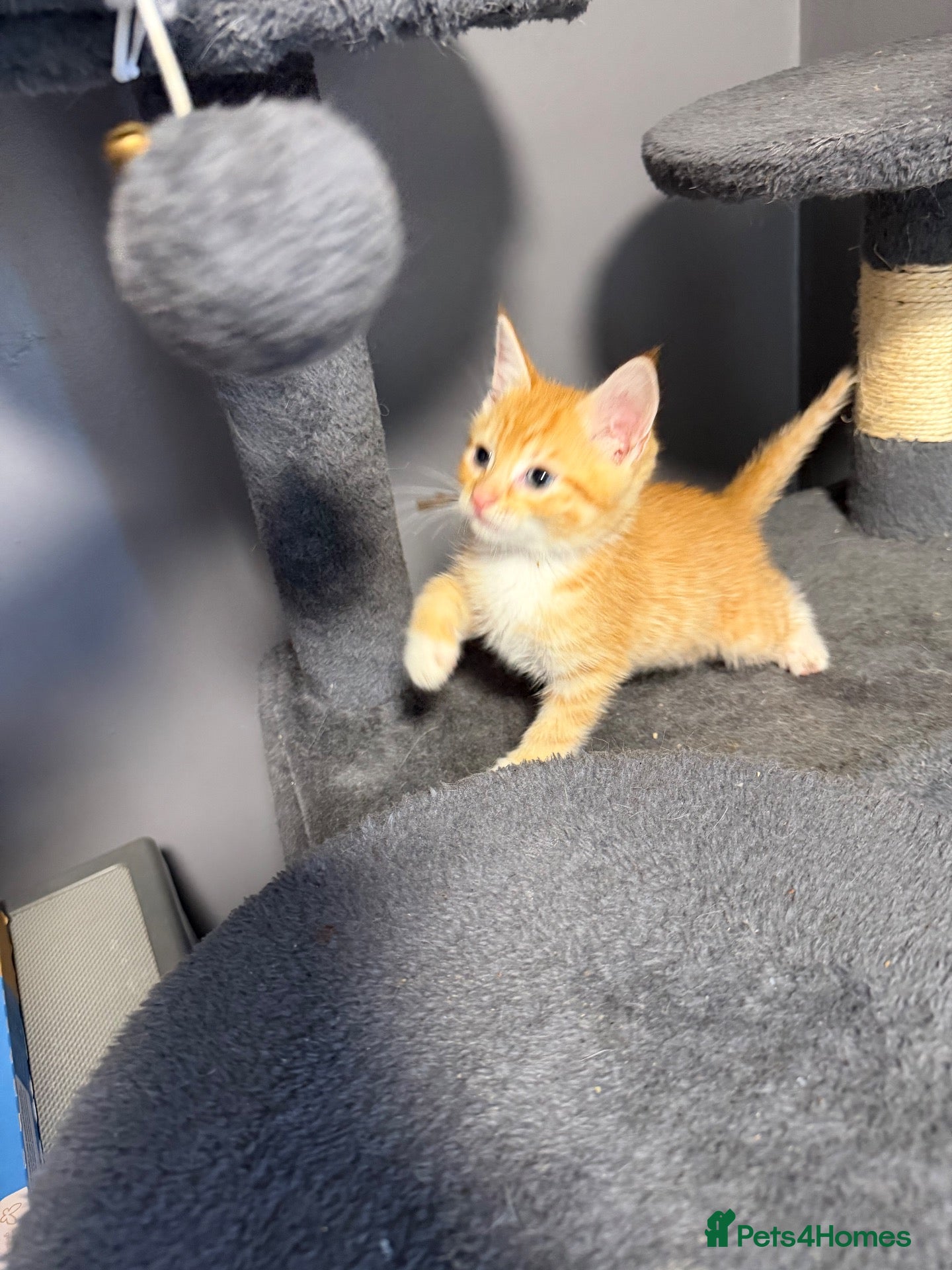 Mixed Breed cats Last Ginger & White boy remaining 🧡 - Advert 20