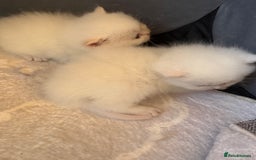 British Longhair cats for sale: Adorable Pure White Blue-Eyed British Kittens - Image 6
