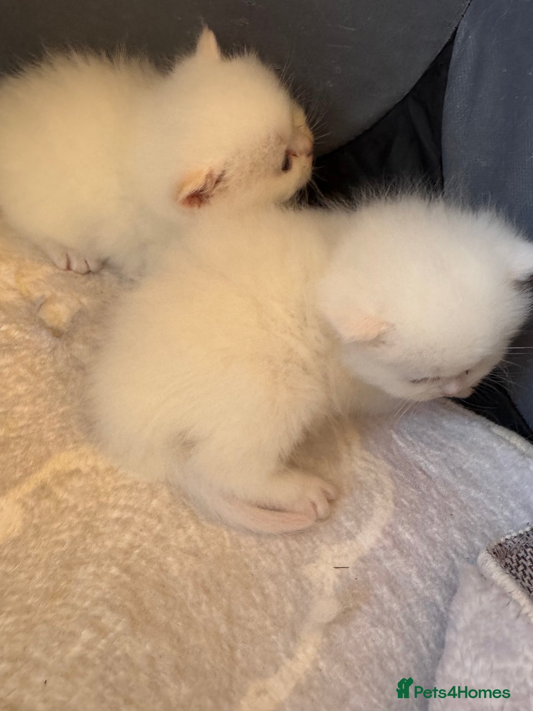 British Longhair cats for sale: Adorable Pure White Blue-Eyed British Kittens - Image 6