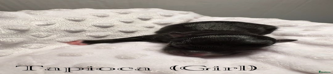 Tapioca 