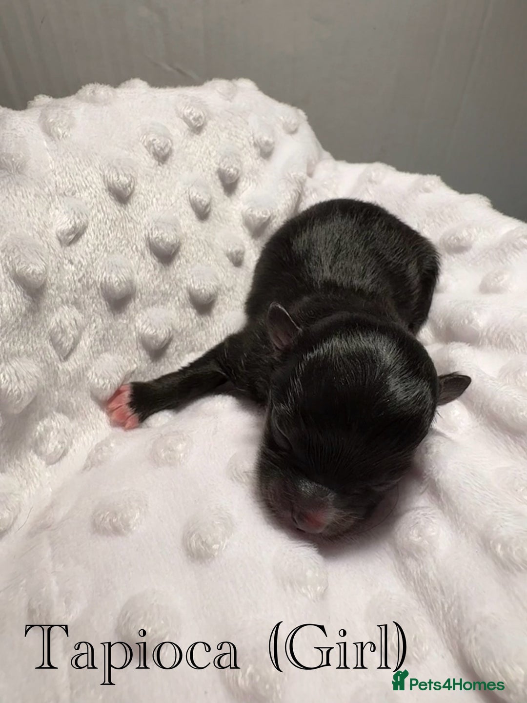 Pomeranian dogs for sale: Beautiful mix of Russian/Chi Tien Pomeranian Pups - Image 4