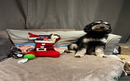 Cockapoo dogs for stud: Cockapoo for stud (proven) - Image 4
