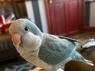 Parrots birds Tame talking Quaker parrot with cage - Advert 1