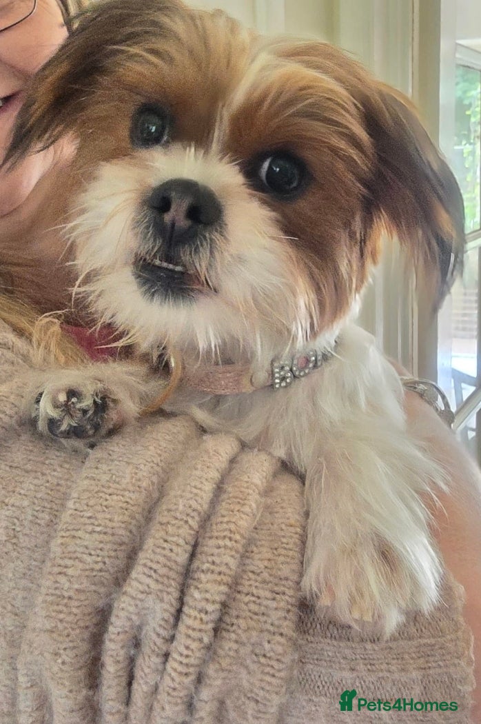 Mixed Breed dogs Yorkie x shi zu x pomchi puppy's 12 weeks old  - Advert 11