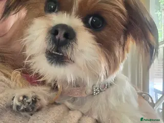 Mixed Breed dogs Yorkie x shi zu x pomchi puppy's 12 weeks old - Advert 1