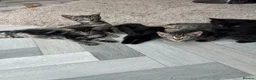 Ragamese cats for sale: Ragameze  - Advert 10