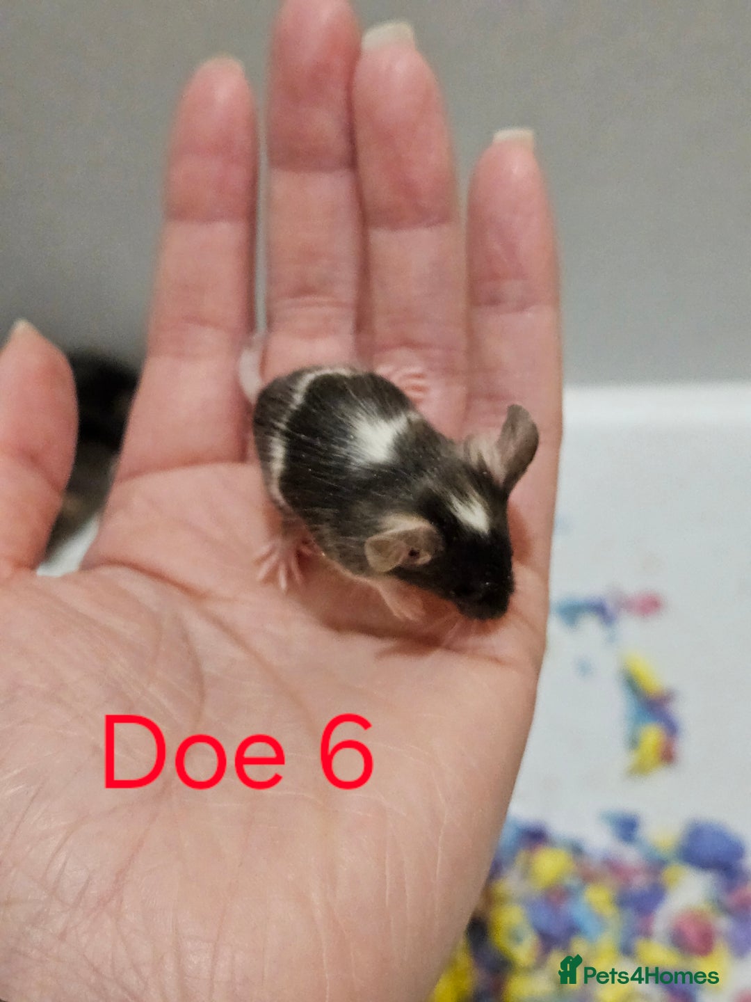 Mouse rodents for sale: Fancy Mice  - Image 3