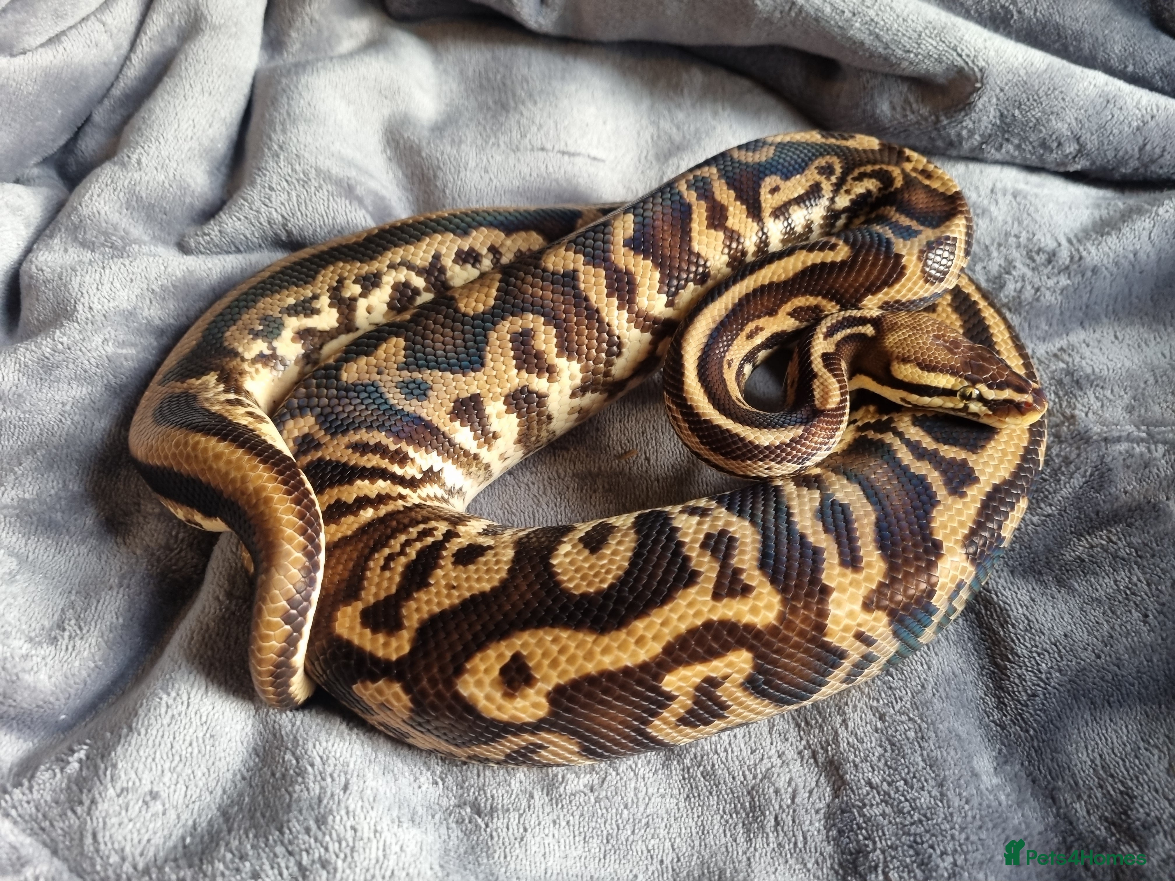 Python Snake reptiles Male Pastel Leopard Yellowbelly het Pied - Advert 18