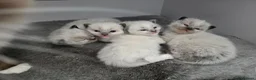 Ragdoll cats for sale: 4 Puree Ragdoll kittens/ BOYS  - Advert 2