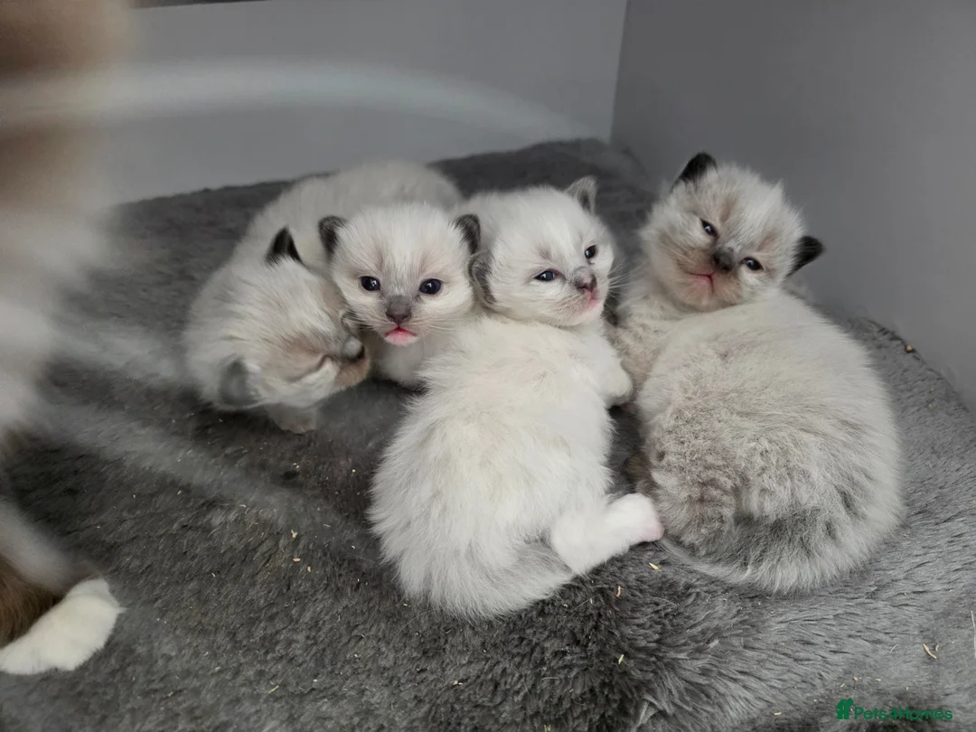Ragdoll cats for sale: 4 Puree Ragdoll kittens/ BOYS  - Advert 2