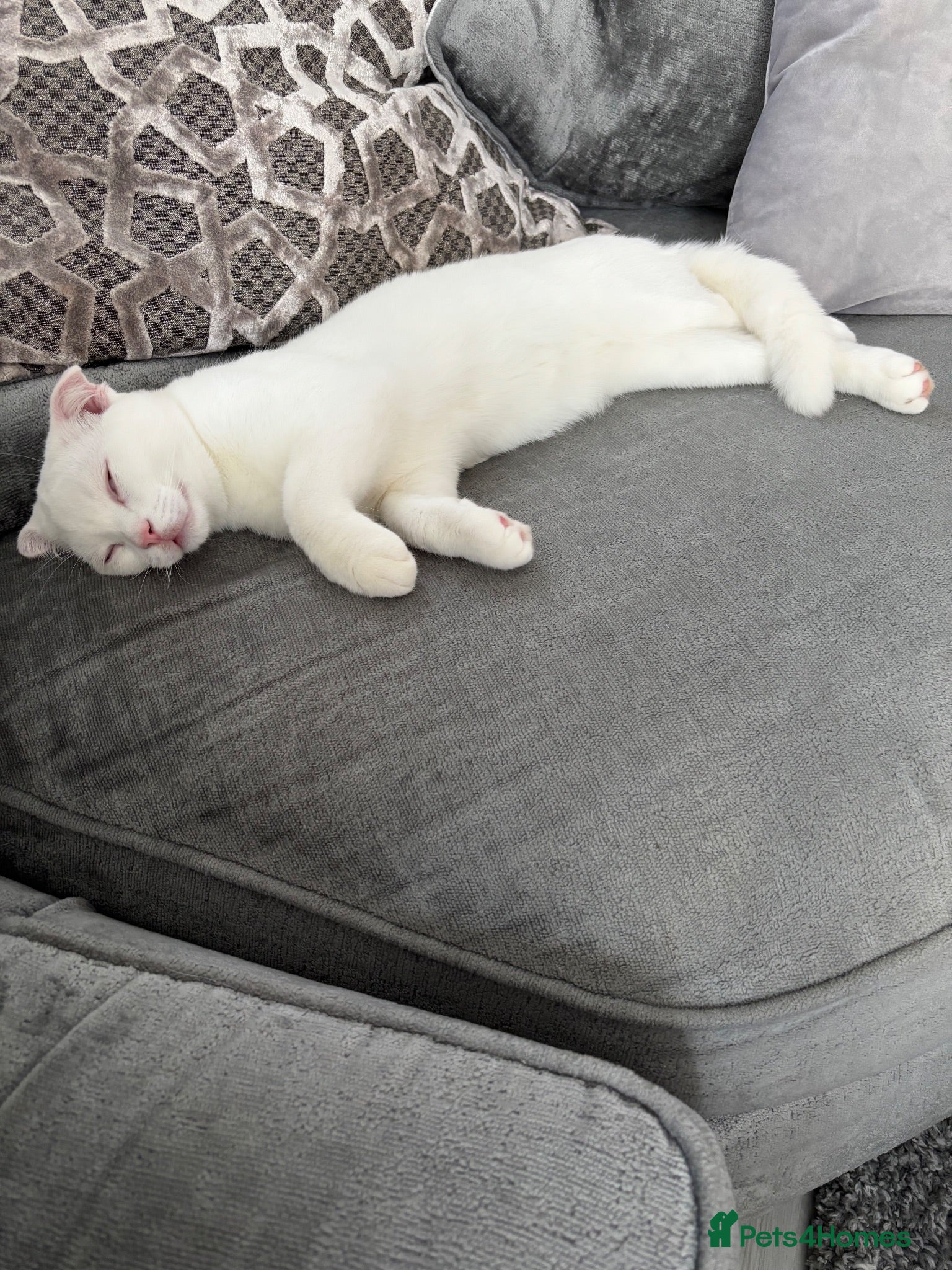 Scottish Fold cats Pure white Scottish Fold Dobby & odd eye Cyclops  - Advert 2