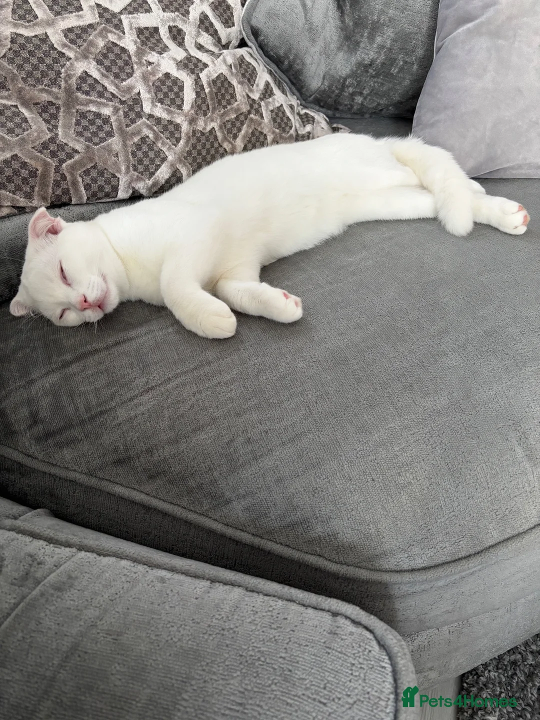 Scottish Fold cats for sale: Pure white Scottish Fold Dobby & odd eye Cyclops  - Advert 2