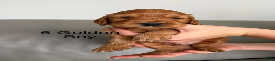 Cocker Spaniel Puppy 6