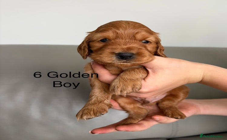 Cocker Spaniel dogs - Advert 2