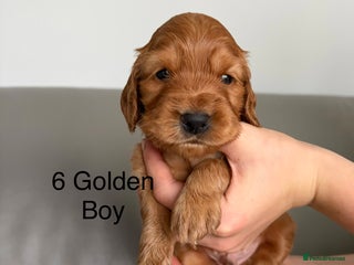 Cocker Spaniel dogs - Advert 5