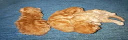 Persian cats for sale: 3 red tabby persian males in Oxford - Advert 2